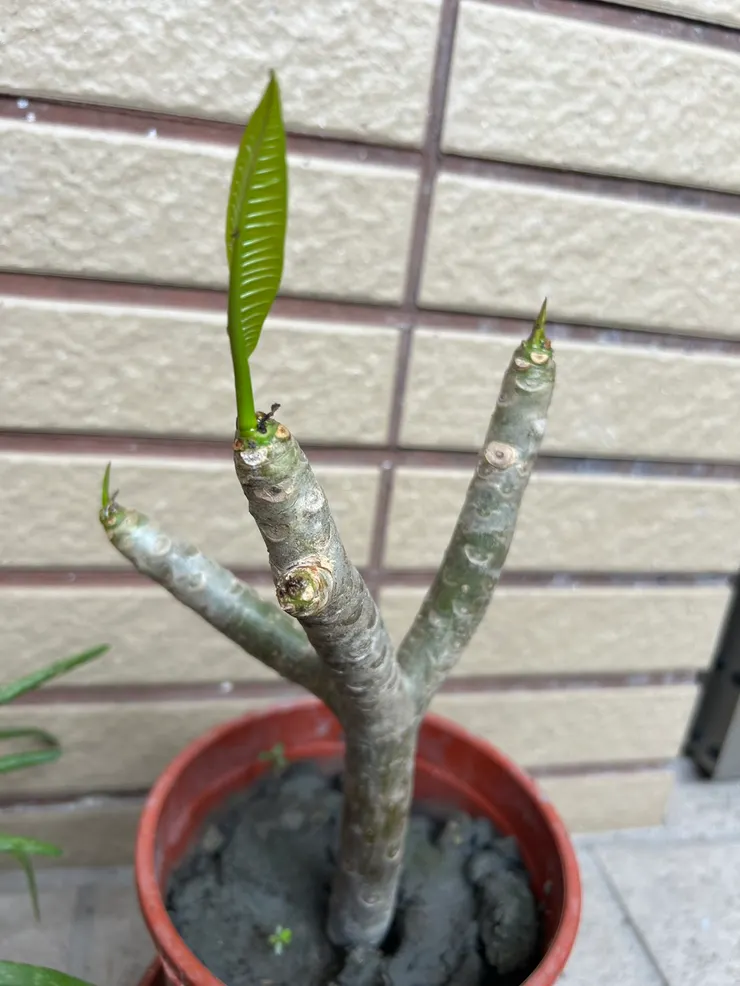 雞蛋花，一暝大一寸