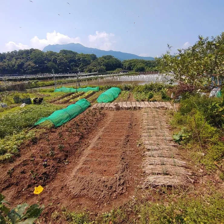 稻草當覆蓋資材