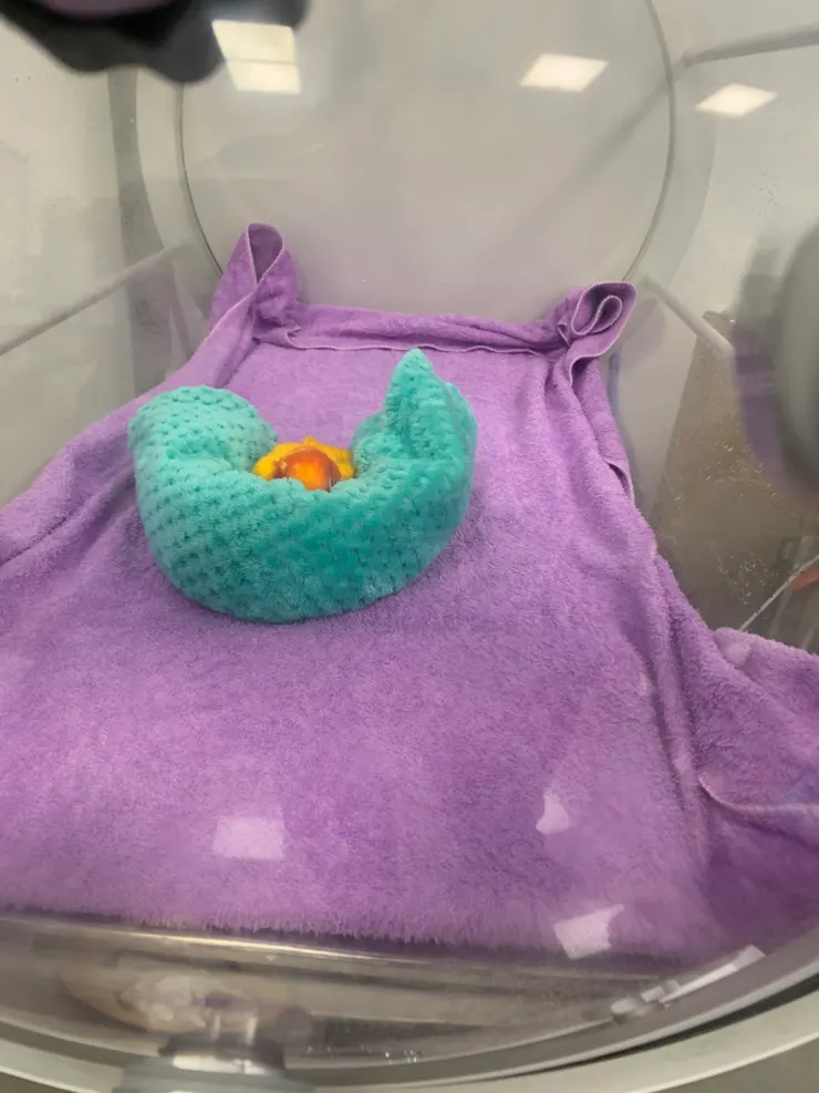 高壓氧治療中,感恩當天無任何其他動物在裡面