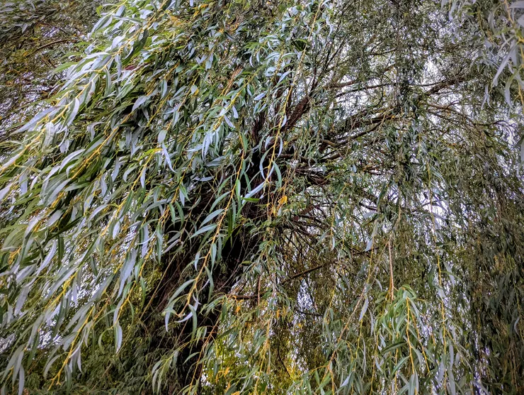 2025/11/07 立冬：住家巷口一戶人家後院，有參天柳樹一棵，每次外出散步必經過。節氣之始，以汝為證。  