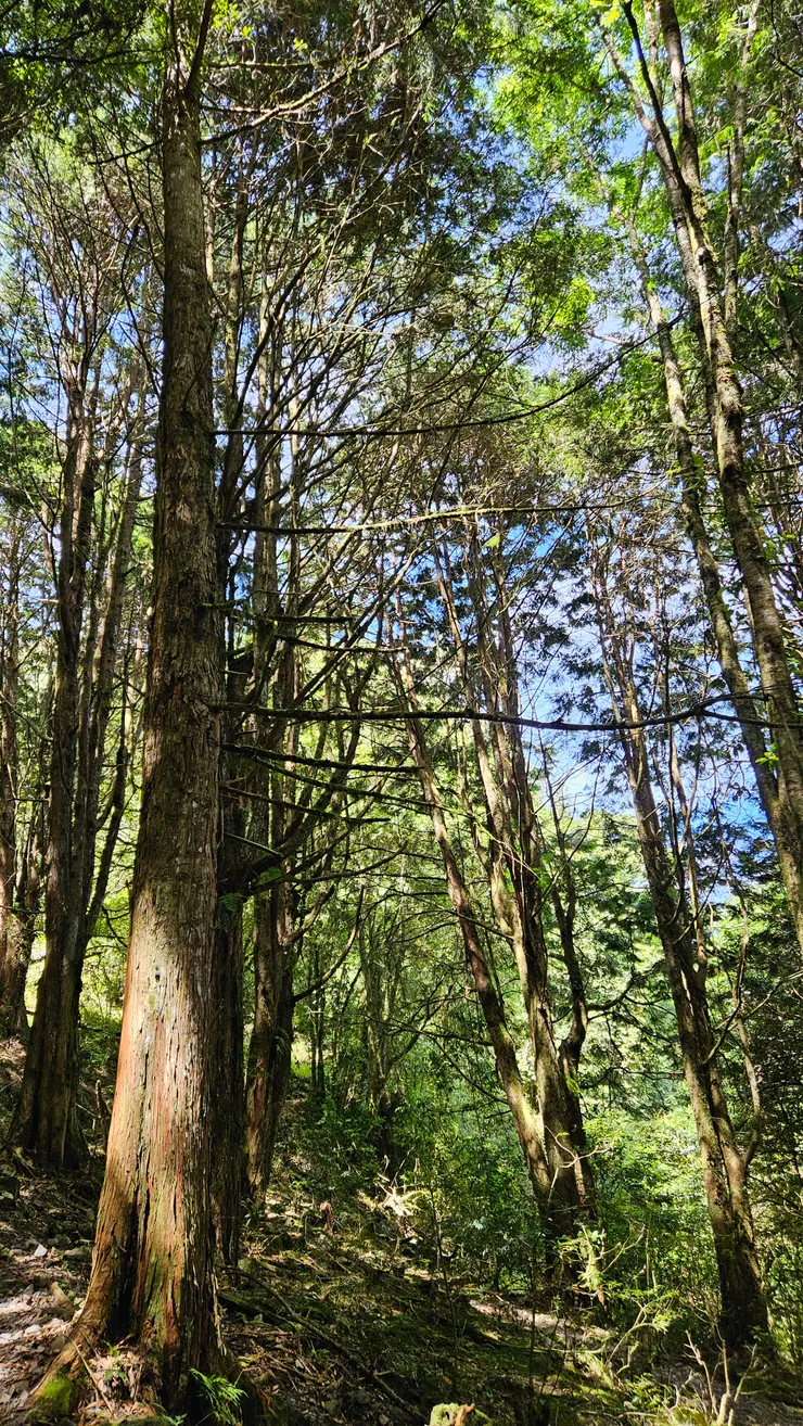 沿途盡是杉木、檜木林圍繞,這便是典型台灣中級山的樣貌。有發現嗎?所有的樹枝都朝向同一個地方生長呢!