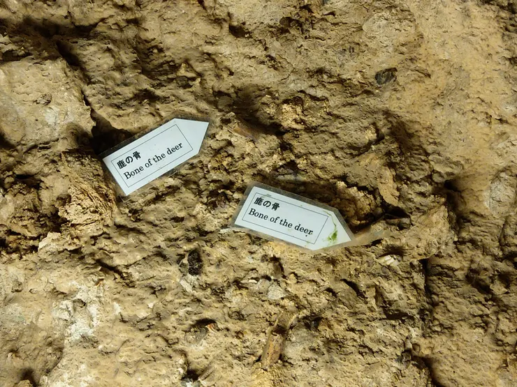 鹿的骨頭