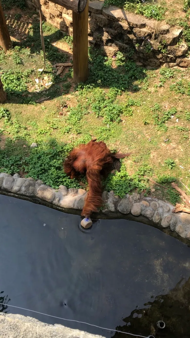 跟大家分享新竹動物園紅毛猩猩撈水的畫面，因為我覺得很可愛。我們永遠不會知道自己曾經學會的小事，會在什麼時候、誰的眼中，被認為厲害、被覺得可愛。
