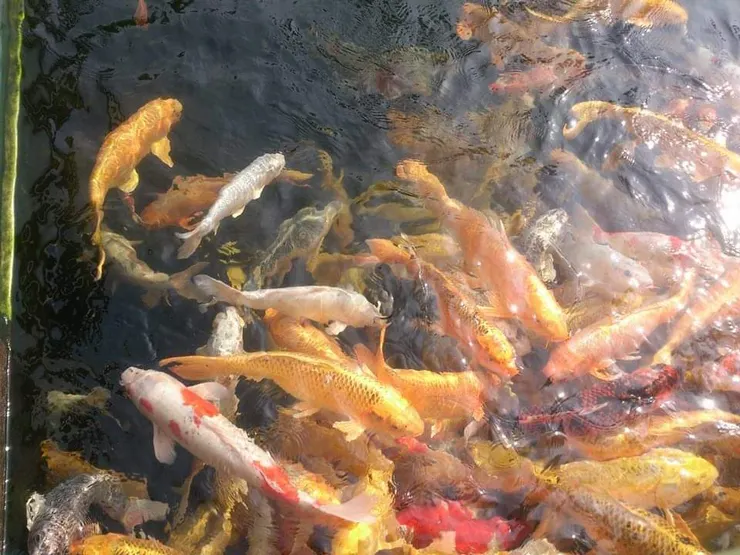 悠遊自在顏色亮眼~青春啊~