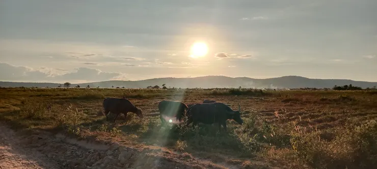 拍的牛吃草的傍晚