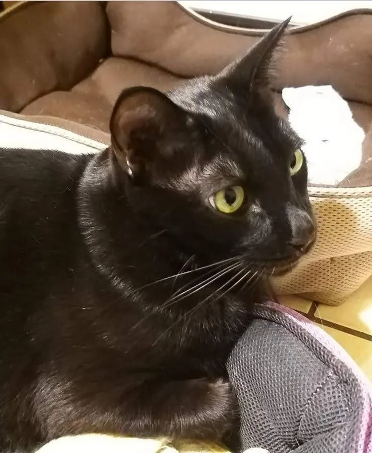 原來有高級睡壂