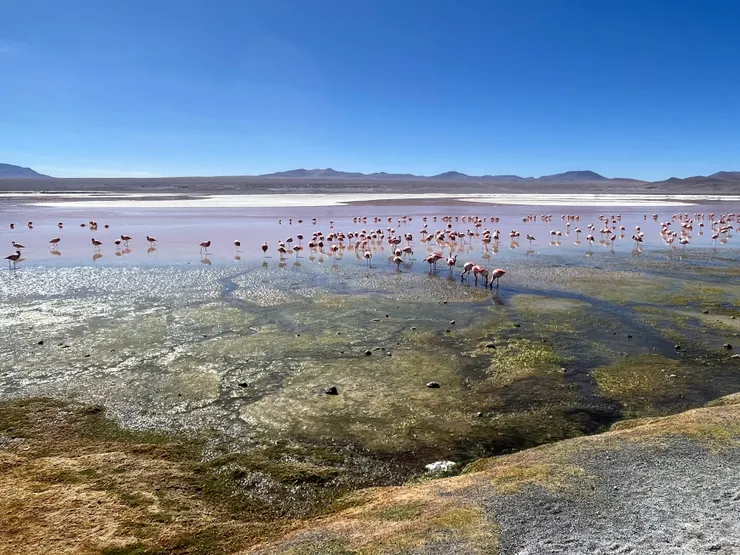 Laguna Colorada, Bolivia.