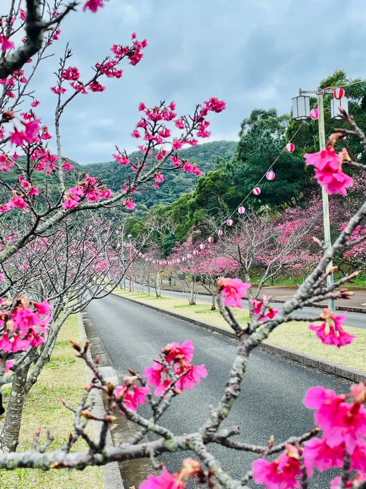 八重岳櫻之森公園