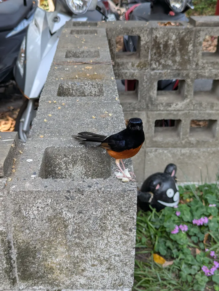 就是這隻鳥兒，搶食鮮肉餡（逮捕起來）（笑笑笑）