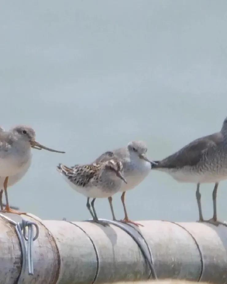 落單了的一隻，但是身邊有不同的同伴陪著。