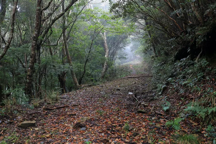 2021年1月23日，我和小曾從台東延平林道入山，探訪鹿野溪流域的山林