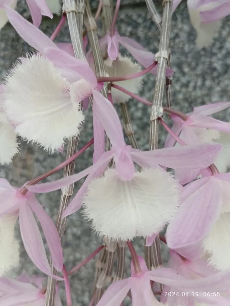 蘭花，不知其名