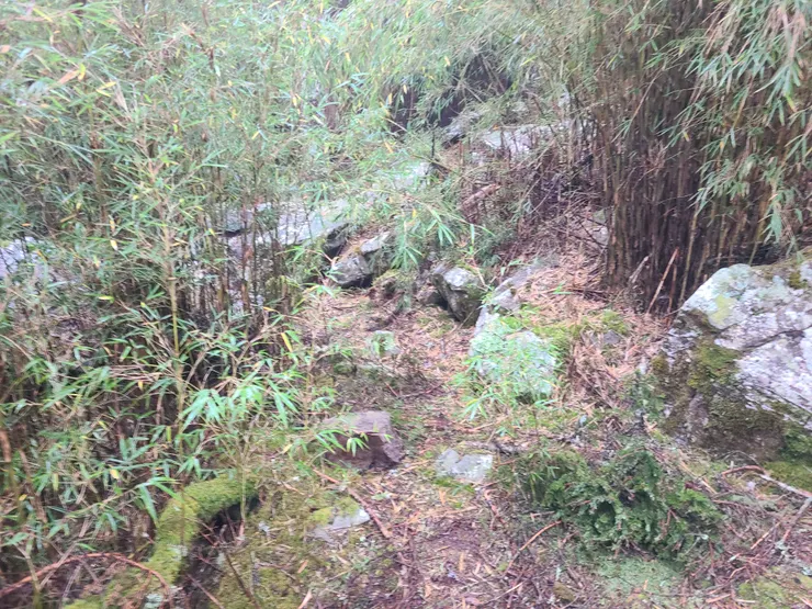 往中雪山的路，一開始緩下先石瀑後入箭竹林