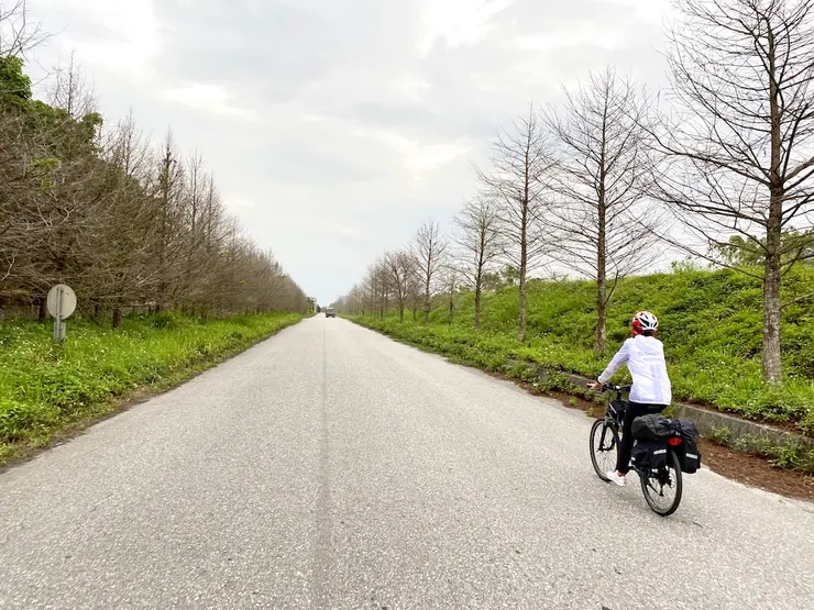 旅途最後歡送我們的落羽松