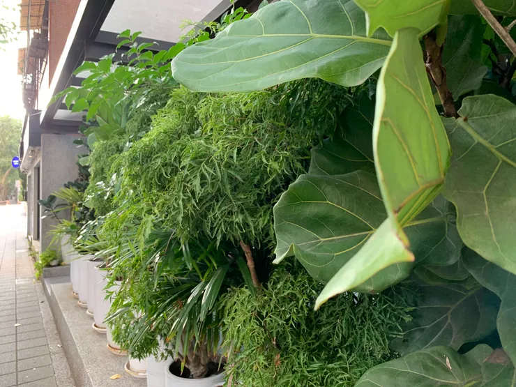 有時候街旁一抹綠植的矮牆就能美得出奇🍀