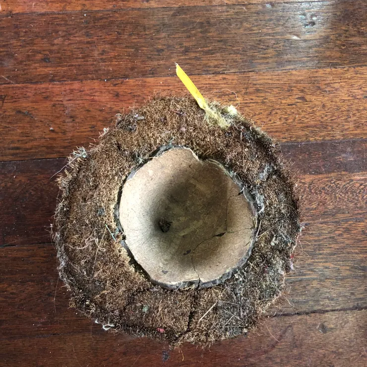 椰子🥥拖把，酷爆