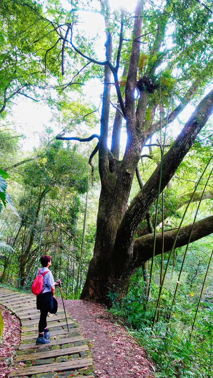 看那寄生上流的蕨類