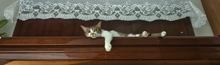 家貓在鋼琴上自拍