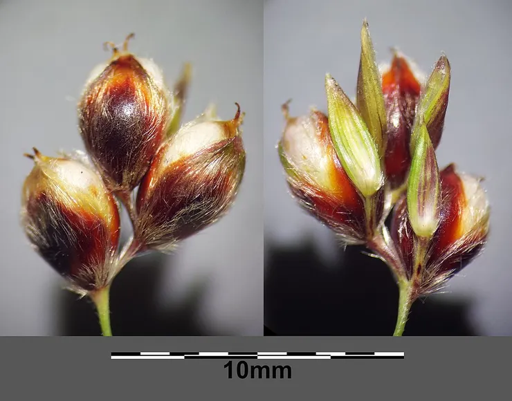 高粱的小穗。By Stefan.lefnaer - Own work, CC BY-SA 4.0