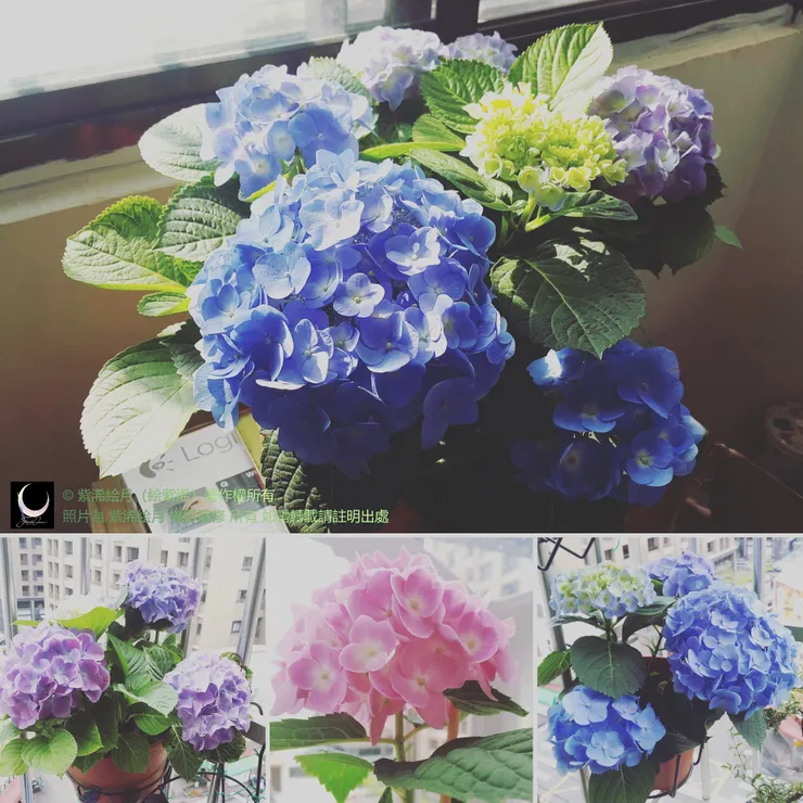 照片為 紫浠絵月 攝影編修 所有 如需轉載請註明出處