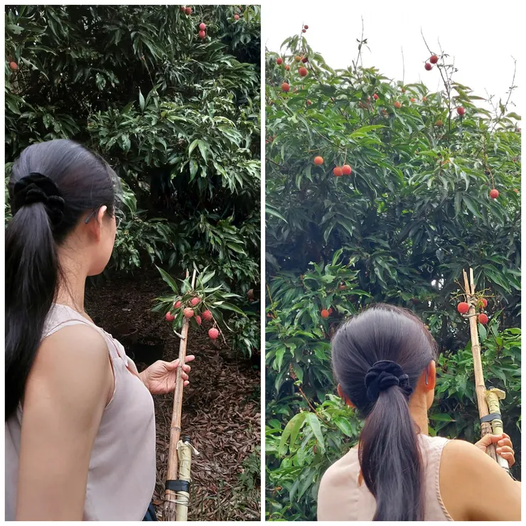 荔枝通常長得很高 採荔枝不是要爬梯，就要像我這樣用竹竿做的叉子用勾的