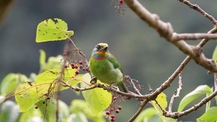 台灣啄木鳥@台灣