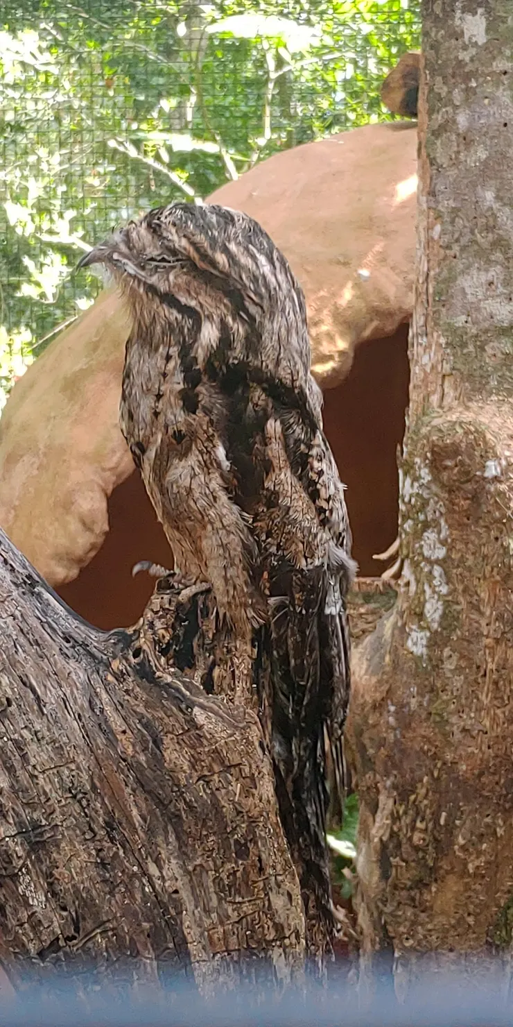 應該是鴞類的一隻？這個保護色讓我找半天才看到，旁邊小朋友看到時興奮大叫
