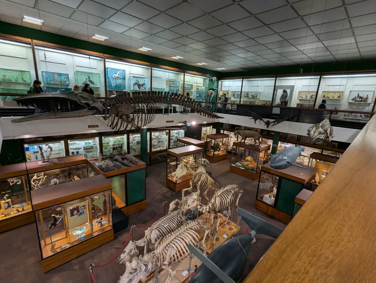 Zoology Museum