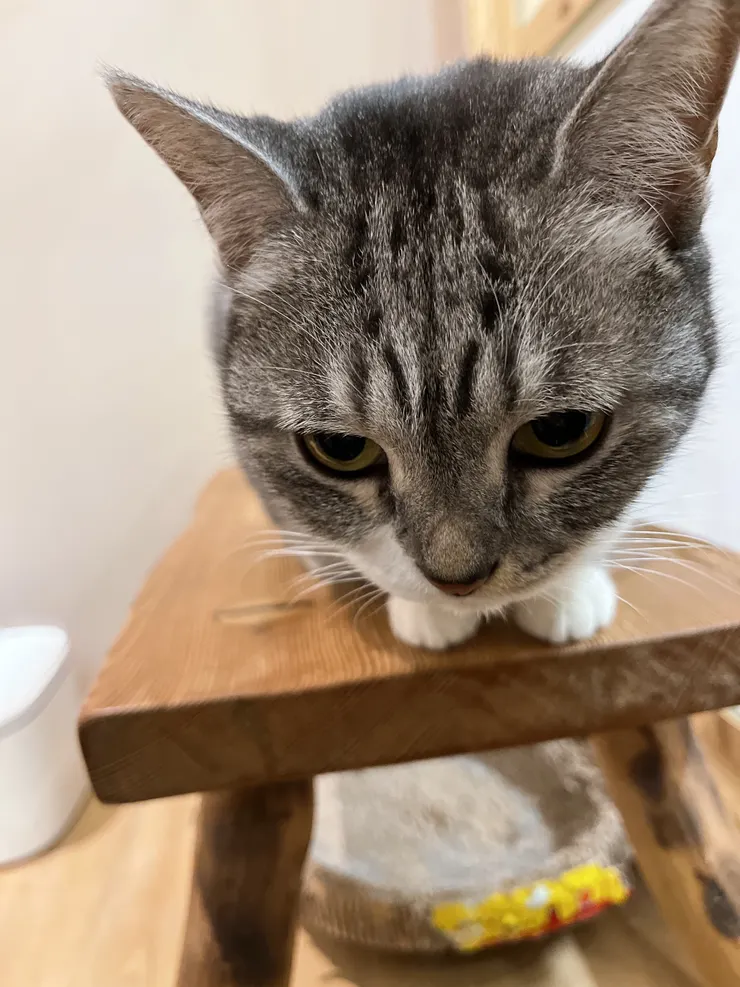 不只是食的空間，裡面還有貓貓室🫶🏻