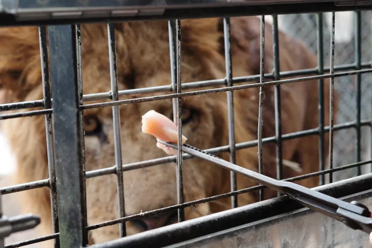 獅子盯著獵物時真的有一點殺氣