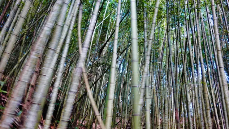 竹林步道