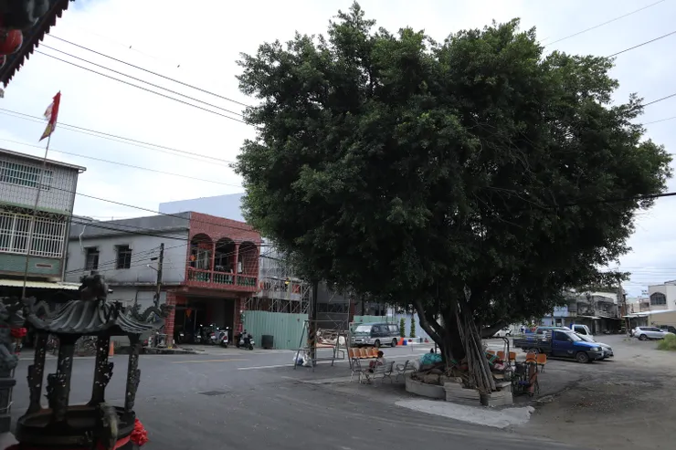 南寮福德宮前大樹