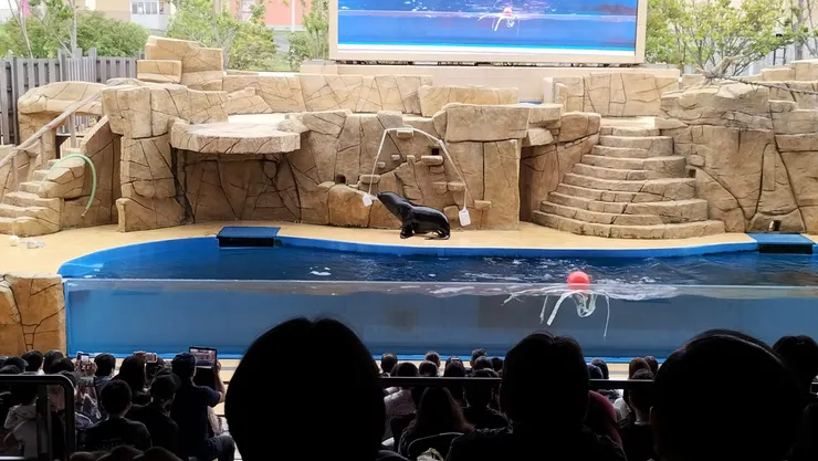 X-Park的海獅找食物/Mingling 攝