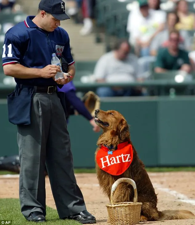 工作中的阿追　Photo：AP Photo
