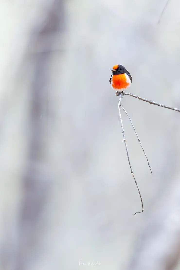 Red-capped Robin / 紅頭鴝鶲