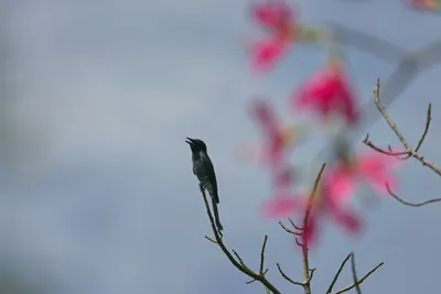 本是同根生--大台與小台亦步亦趨