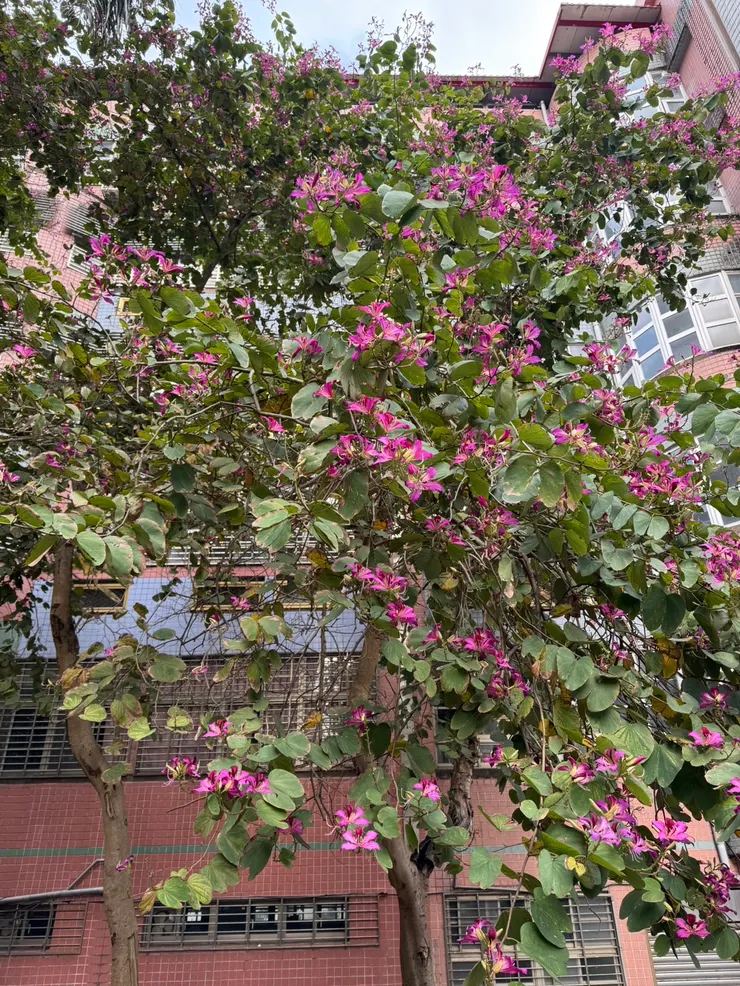 經過附近小學樹上開的花