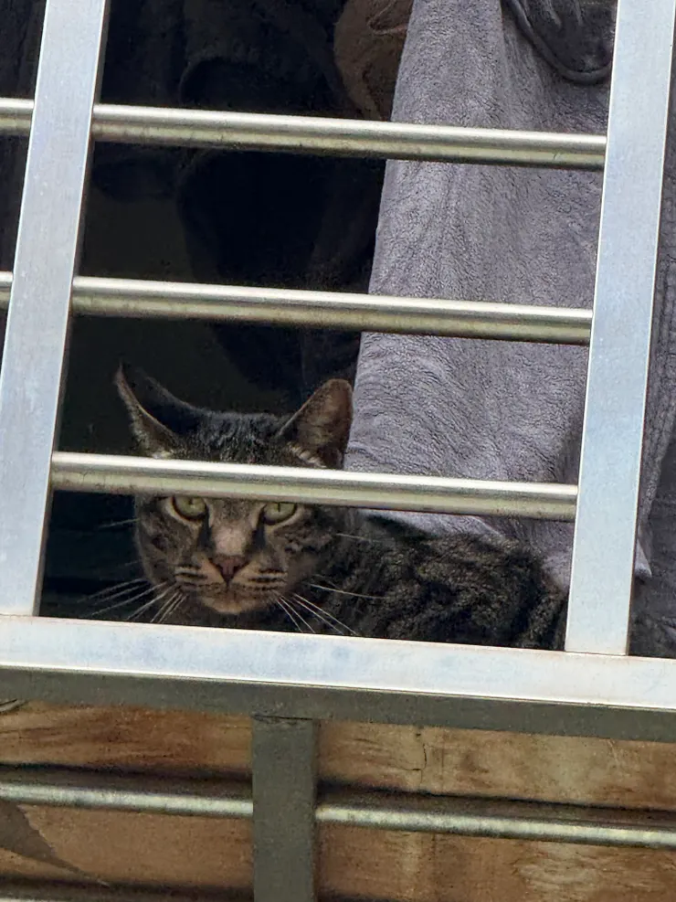 2026/04/05 羽毛球觀眾