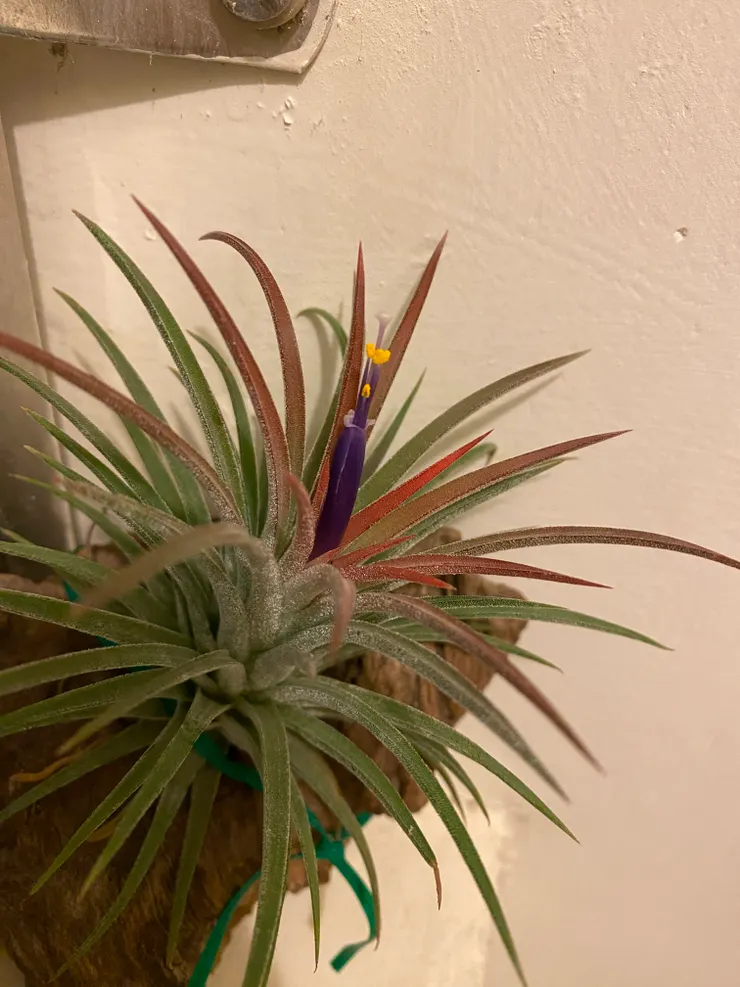 葉子紅了-花兒紫了