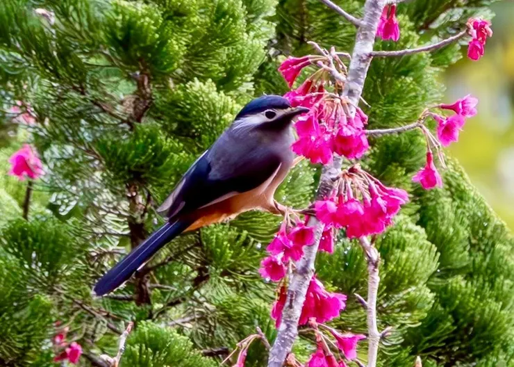 圖16 白耳畫眉在櫻花林間鳴叫及覓食，似乎又多了一些熱鬧(潘敏芝攝)