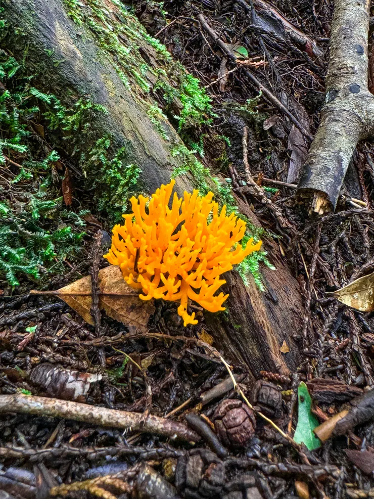  黏膠角耳/膠箒茸 （夏～秋季）。 雲杉、冷杉等針葉樹苔蘚覆蓋的腐材、木樁上，單生至群生。  （資料來自艾密莉的菇菇筆記）