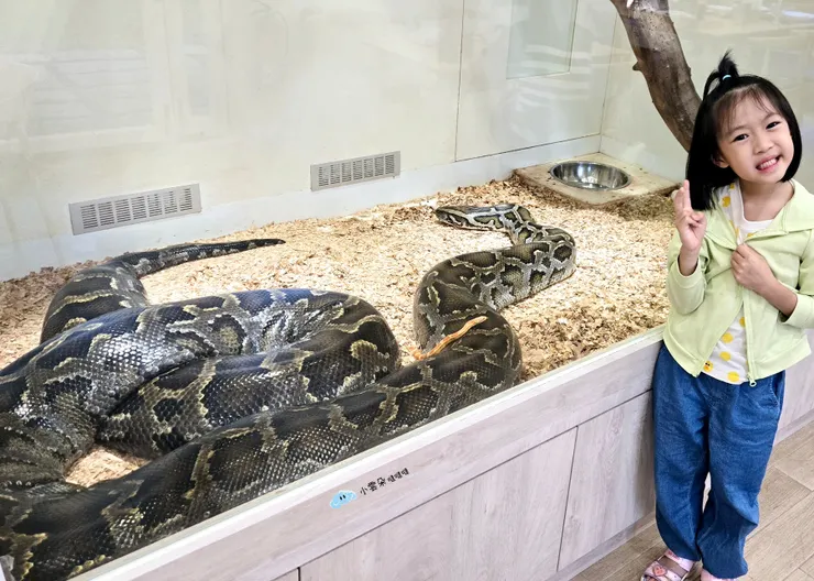 咖啡廳櫥窗內的緬甸蟒