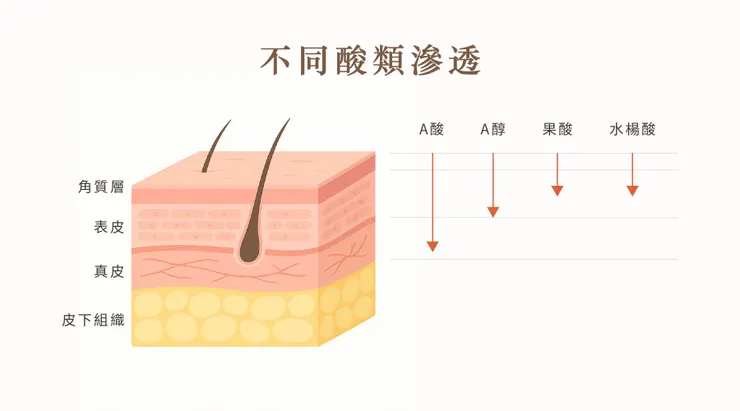 不同酸類對皮膚的滲透程度