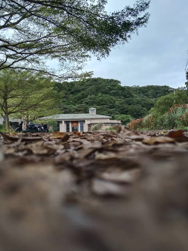 落葉被青春辜負