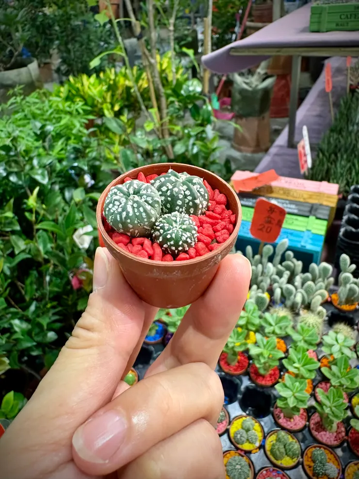 豪可愛，只要$20