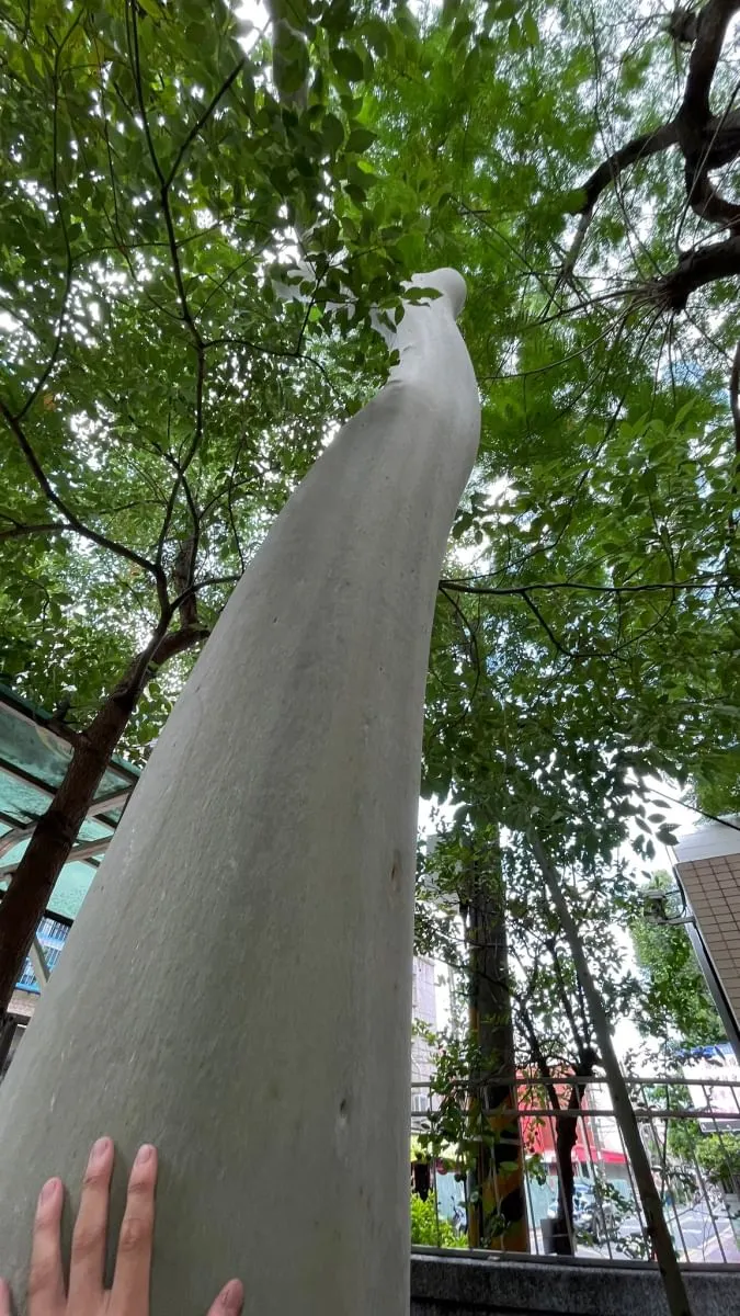 檸檬桉樹真的很好摸