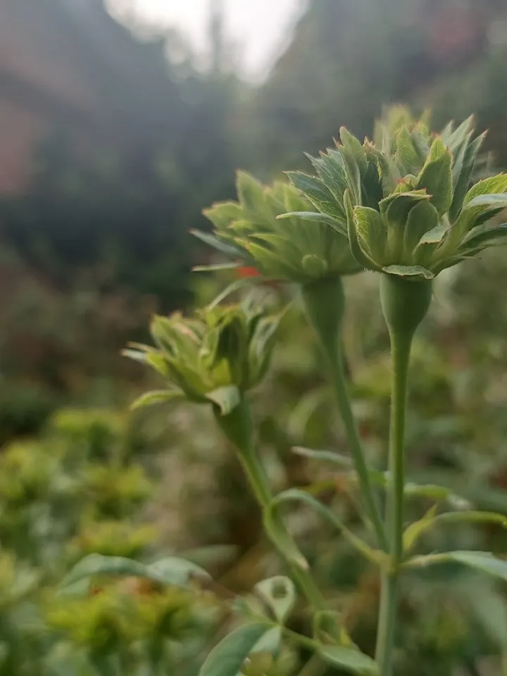 怎麼會有這樣的一朵花？一有開花的衝動，「開放時忽然一炸，則成為一簇綠毛如球，花與葉成一色」，則所有花瓣全部整個萼化。
