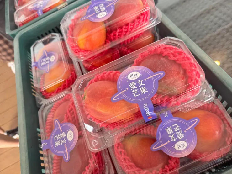 ▲愛文芒果今年收成量達到8成，屬於大豐收年，估市場價格相較前兩年可攔腰砍半。（圖／記者鍾怡婷攝）