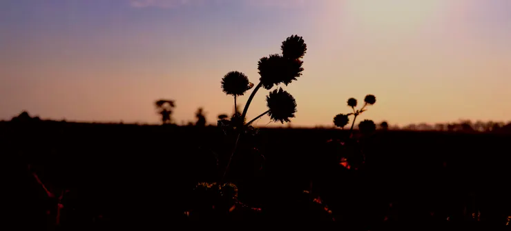 所有照片作者手機拍攝