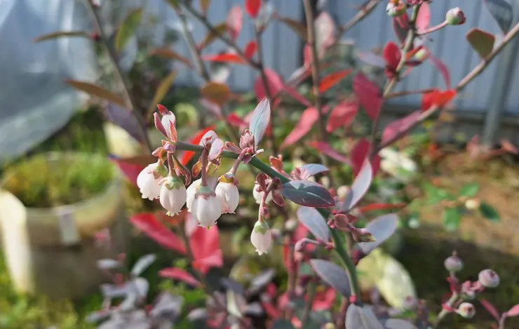 藍莓鈴鐺花朵串(拍攝於台中新社)